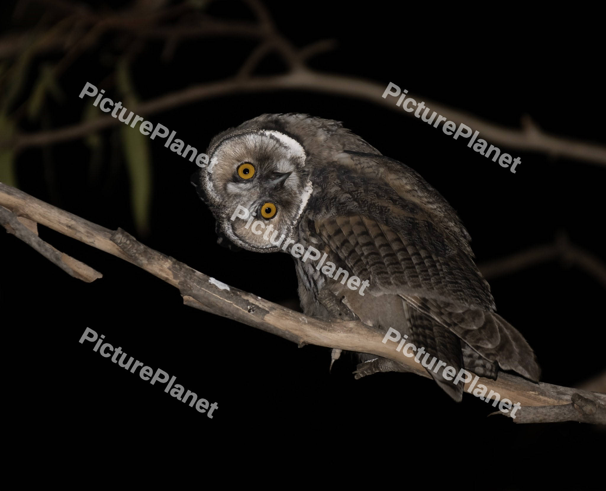 Long-eared Owl